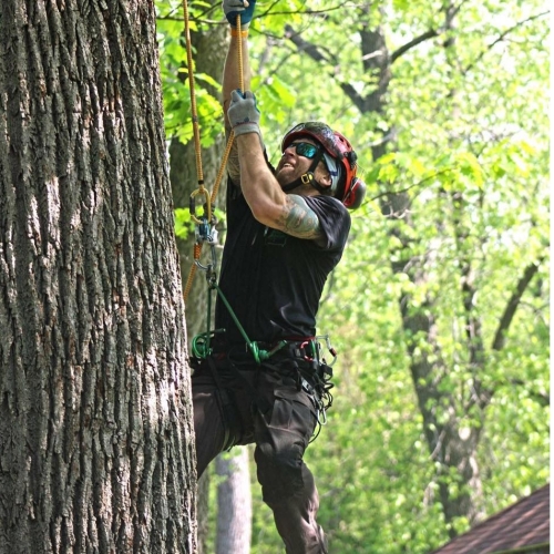 Codit Tree Care in Spirit Lake
